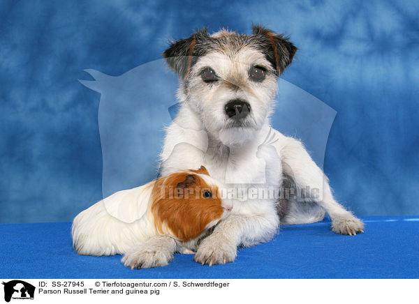 Parson Russell Terrier und Meerschwein / Parson Russell Terrier and guinea pig / SS-27945