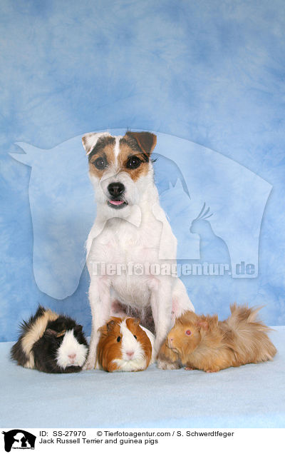 Jack Russell Terrier and guinea pigs / SS-27970