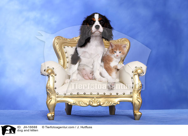 dog and kitten / JH-16688