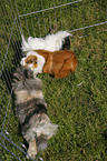 pygmy bunny and guinea pigs