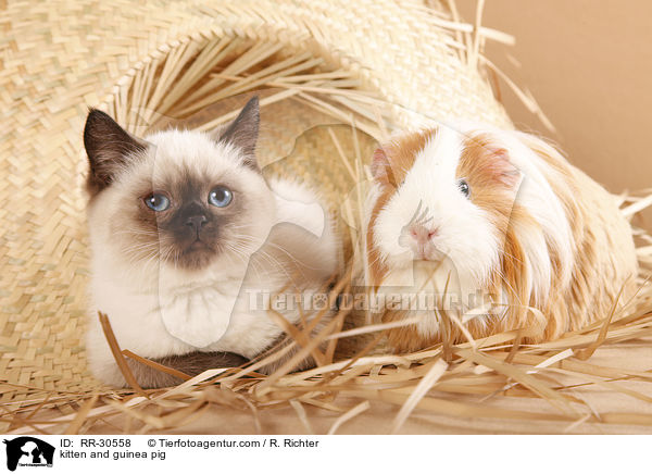 kitten and guinea pig / RR-30558