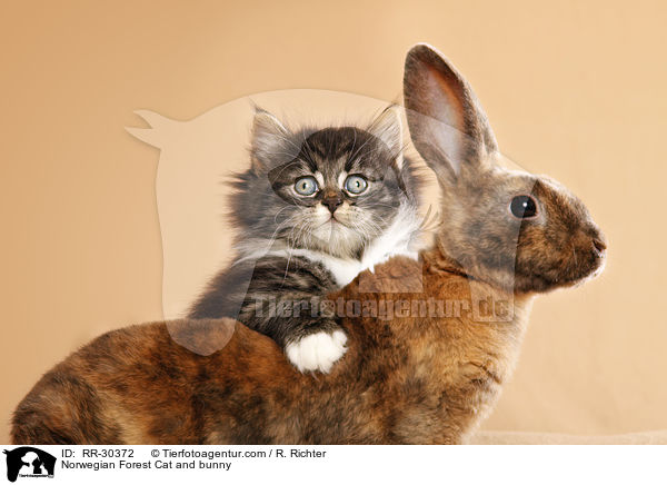Norwegian Forest Cat and bunny / RR-30372