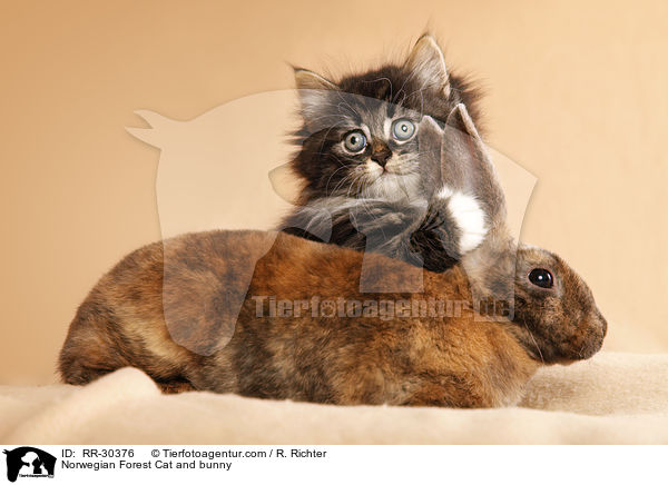 Norwegian Forest Cat and bunny / RR-30376