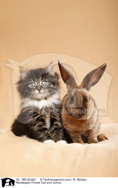 Norwegian Forest Cat and bunny / RR-30382