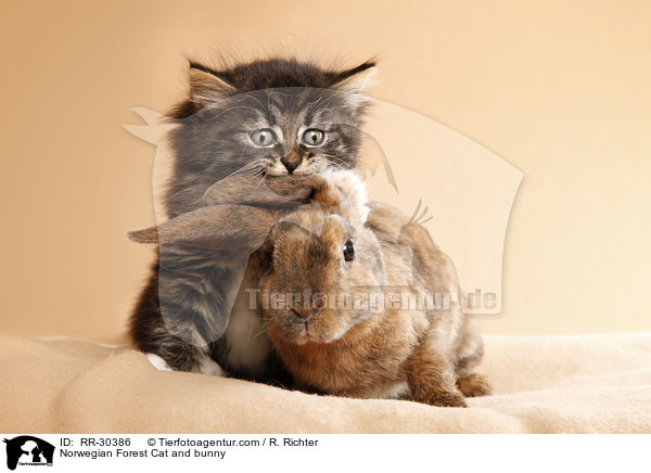 Norwegian Forest Cat and bunny / RR-30386