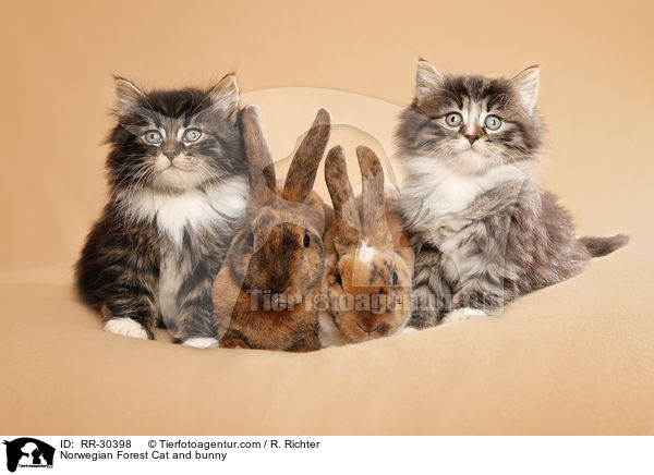 Norwegian Forest Cat and bunny / RR-30398