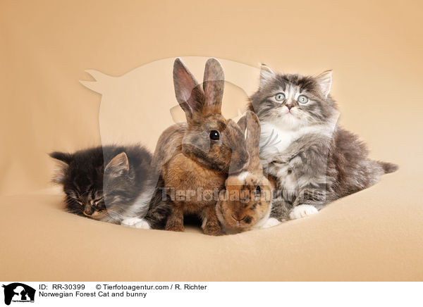 Norwegian Forest Cat and bunny / RR-30399