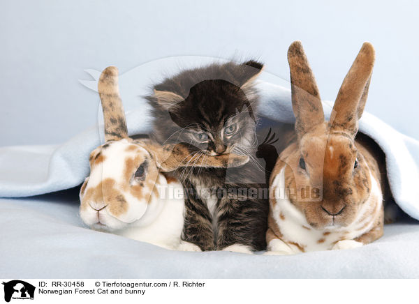 Norwegian Forest Cat and bunny / RR-30458