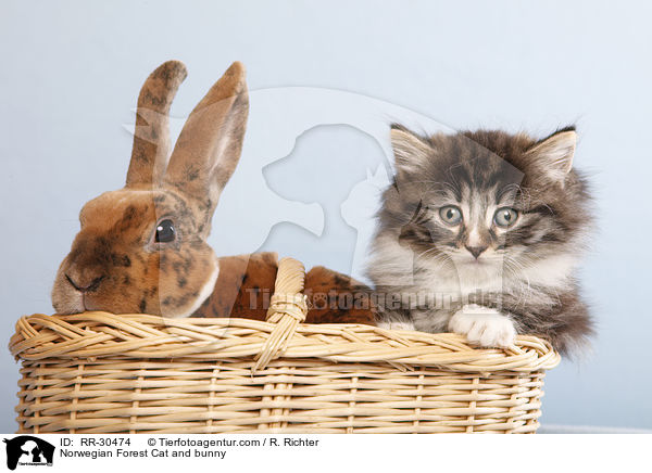 Norwegian Forest Cat and bunny / RR-30474