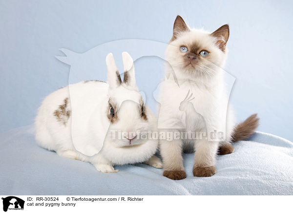 cat and pygmy bunny / RR-30524
