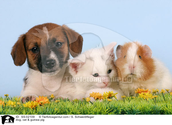 Hund, Katze & Meerschwein / dog, cat & guinea pig / SS-02109