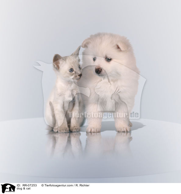Hund & Katze / dog & cat / RR-07253