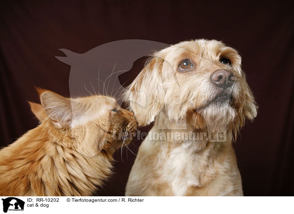 Hund & Katze / cat & dog / RR-10202
