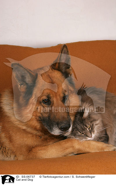 Cat and Dog / SS-06737