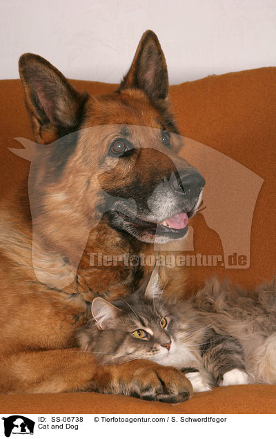 Cat and Dog / SS-06738