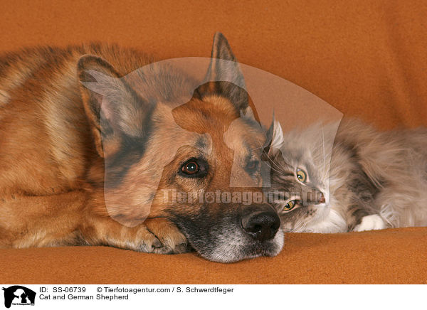 Cat and German Shepherd / SS-06739
