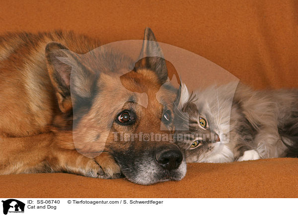Cat and Dog / SS-06740