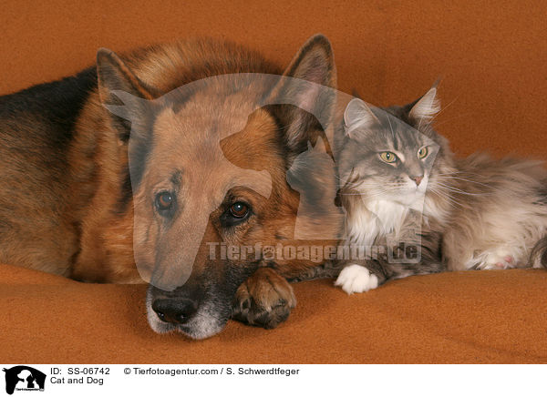 Cat and Dog / SS-06742