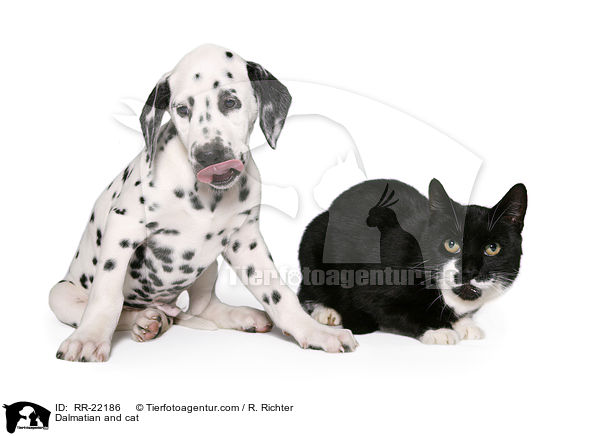 Dalmatiner und Katze / Dalmatian and cat / RR-22186