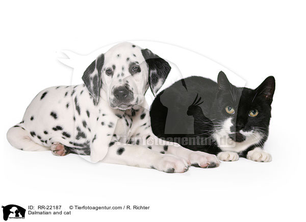Dalmatiner und Katze / Dalmatian and cat / RR-22187
