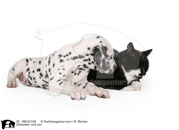 Dalmatiner und Katze / Dalmatian and cat / RR-22188
