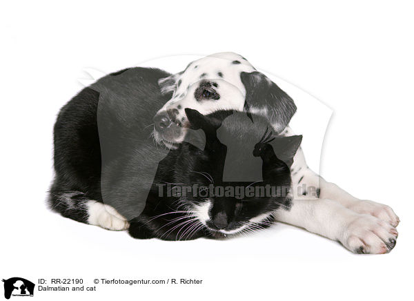 Dalmatiner und Katze / Dalmatian and cat / RR-22190