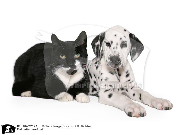 Dalmatiner und Katze / Dalmatian and cat / RR-22191