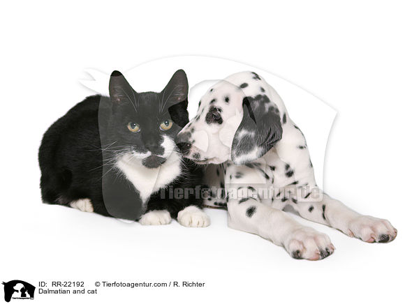 Dalmatiner und Katze / Dalmatian and cat / RR-22192