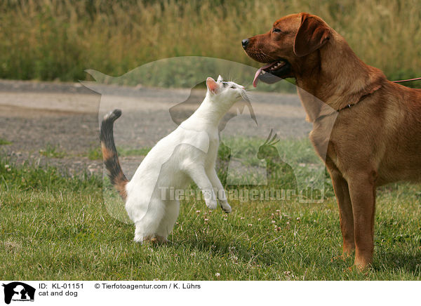 cat and dog / KL-01151