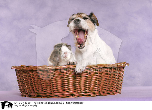 Hund und Meerschwein / dog and guinea pig / SS-11330