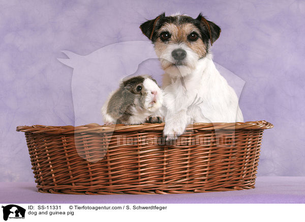 dog and guinea pig / SS-11331