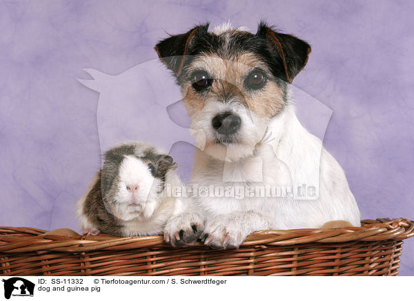 dog and guinea pig / SS-11332