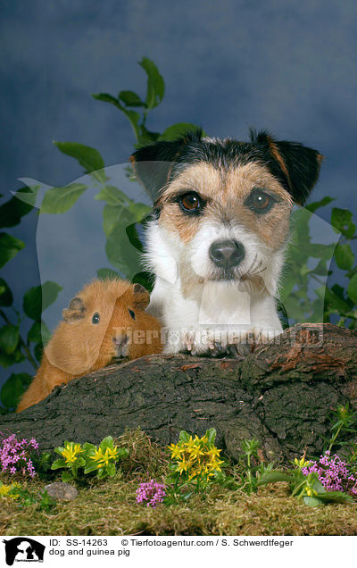 dog and guinea pig / SS-14263