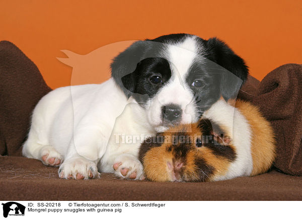 Mongrel puppy snuggles with guinea pig / SS-20218