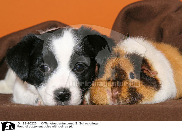 Terrier Welpe und Meerschwein / Mongrel puppy and guinea pig / SS-20220