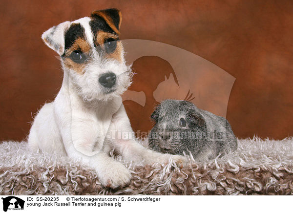 young Jack Russell Terrier and guinea pig / SS-20235