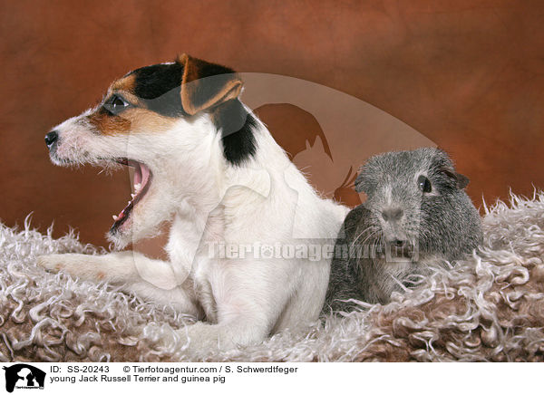young Jack Russell Terrier and guinea pig / SS-20243