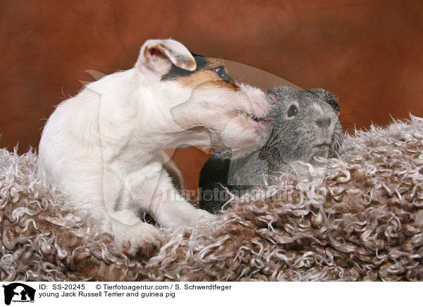 young Jack Russell Terrier and guinea pig / SS-20245