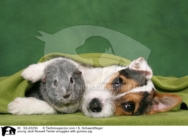 young Jack Russell Terrier snuggles with guinea pig / SS-20254