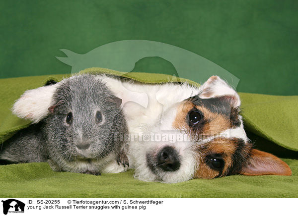 young Jack Russell Terrier snuggles with guinea pig / SS-20255