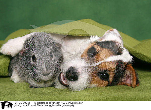 young Jack Russell Terrier snuggles with guinea pig / SS-20256