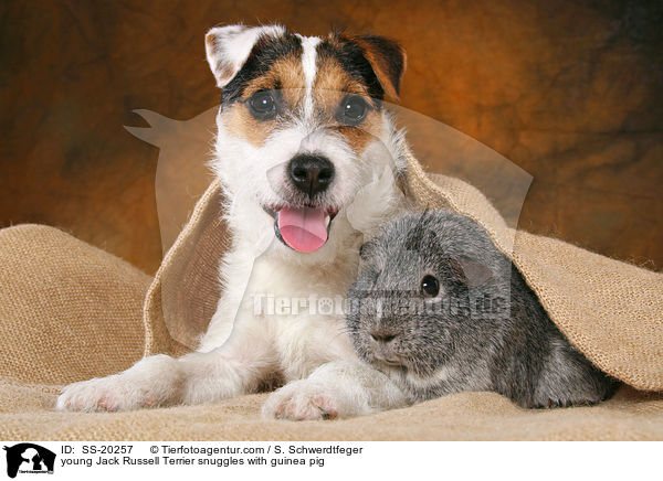 young Jack Russell Terrier snuggles with guinea pig / SS-20257
