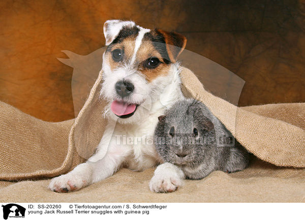 young Jack Russell Terrier snuggles with guinea pig / SS-20260