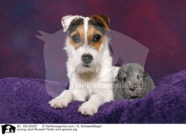young Jack Russell Terrier and guinea pig / SS-20267