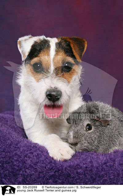 young Jack Russell Terrier and guinea pig / SS-20269