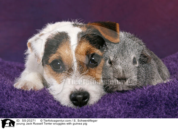 young Jack Russell Terrier snuggles with guinea pig / SS-20271