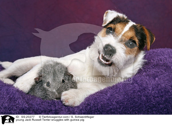 young Jack Russell Terrier snuggles with guinea pig / SS-20277
