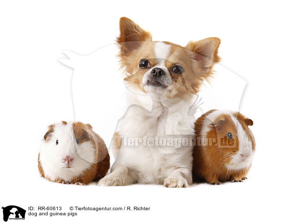 Hund und Meerschweinchen / dog and guinea pigs / RR-60613