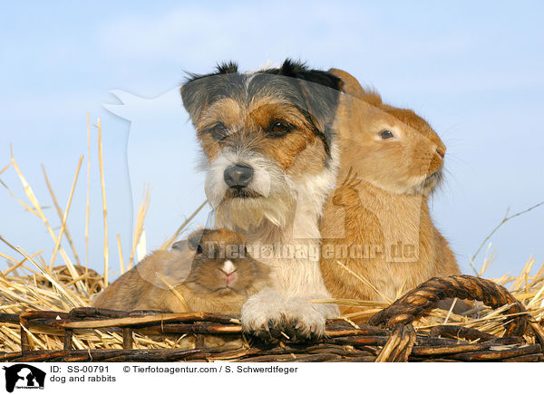 Hund und Kaninchen / dog and rabbits / SS-00791
