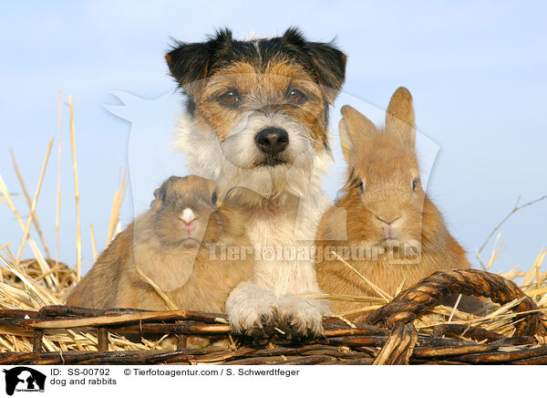 Parson Russell Terrier und Kaninchen / dog and rabbits / SS-00792